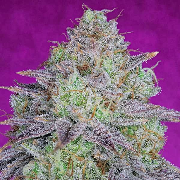 King’s Banner Seed > Pure Instinto | Feminized Cannabis   |  Hybrid